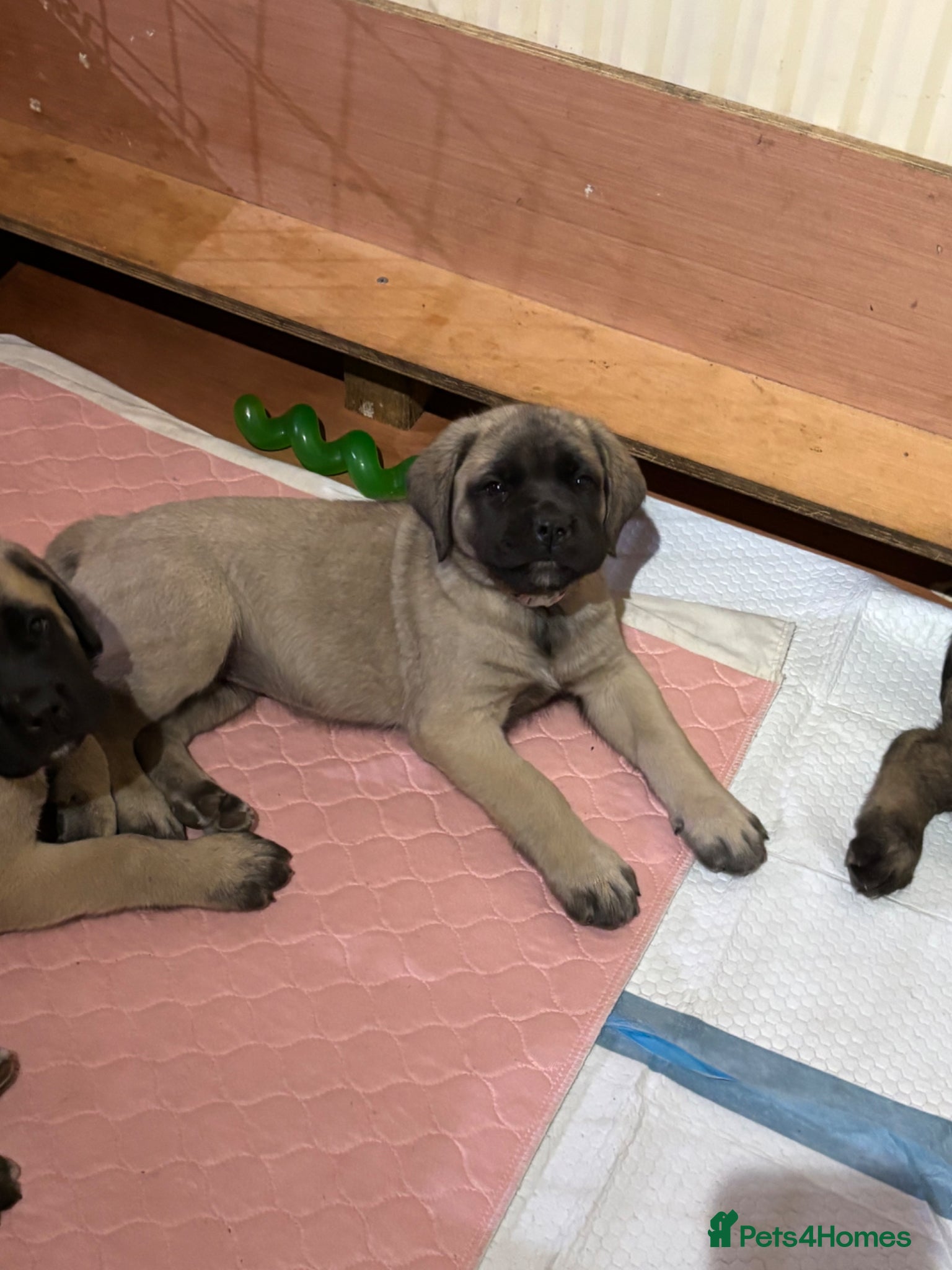 Mastiff dogs for sale: Kc registered old English mastiff puppies - Advert 3