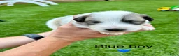 Pyrenean Mountain Dog dogs for sale: ONLY 1 Pyrenean Mountain Dog Puppies left 💙💛💙💛 - Advert 26