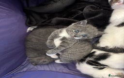 Mixed Breed cats for sale: Beautiful kittens ready for 5/11/28 - Image 15