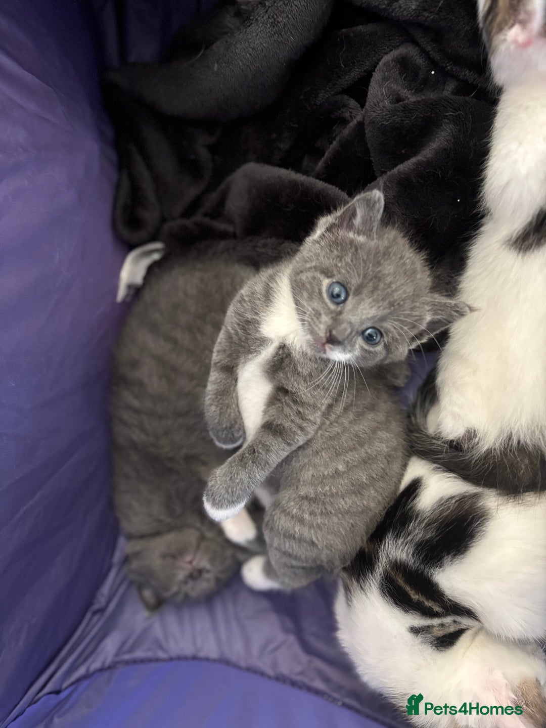 Mixed Breed cats for sale: Beautiful kittens ready for 5/11/28 - Image 15