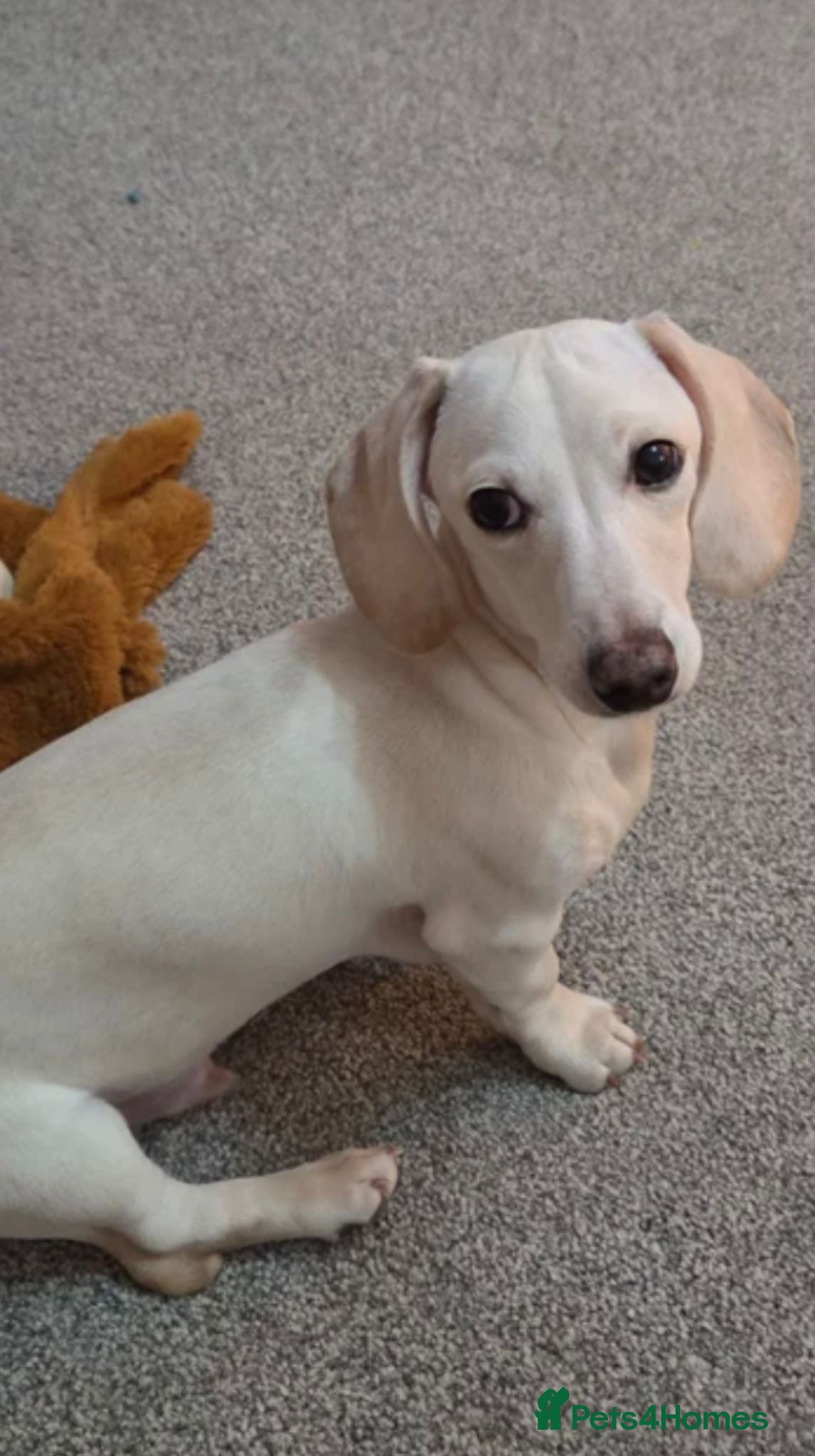 Miniature Dachshund dogs Snooth White Cream Male Miniature Dachshund - Advert 4