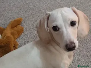 Miniature Dachshund dogs Snooth White Cream Male Miniature Dachshund - Advert 1