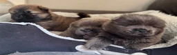 Chow Chow dogs for sale: Wyvernwest have 2 stunning boys available   - Advert 12