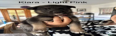 German Shepherd 6