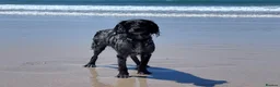 Cocker Spaniel dogs for sale: Experienced home only!  in Haverhill - Advert 6