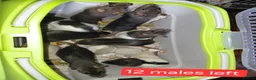 Rat rodents for sale: n 5 black with patch white belly and 5 girls left - Advert 11