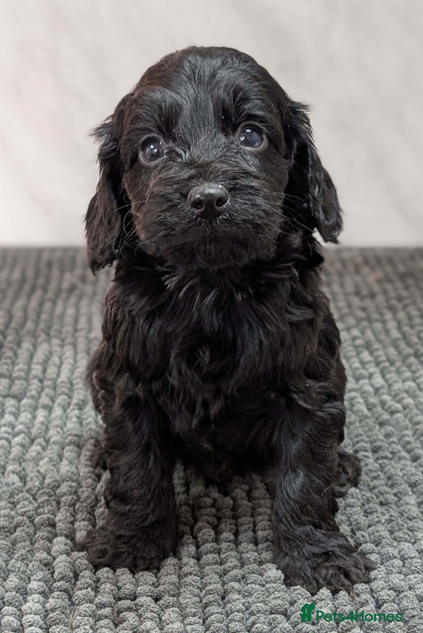 Cockapoo dogs Black girl & boy ready 23rd Jan, licensed breeder - Advert 4