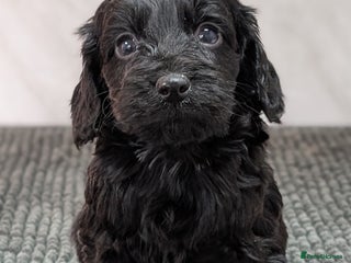 Cockapoo dogs Black girl & boy ready 23rd Jan, licensed breeder - Advert 4