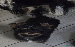 Yorkshire Terrier dogs for sale: Yorkshire Terrier Carrier- tan and black  - Image 2