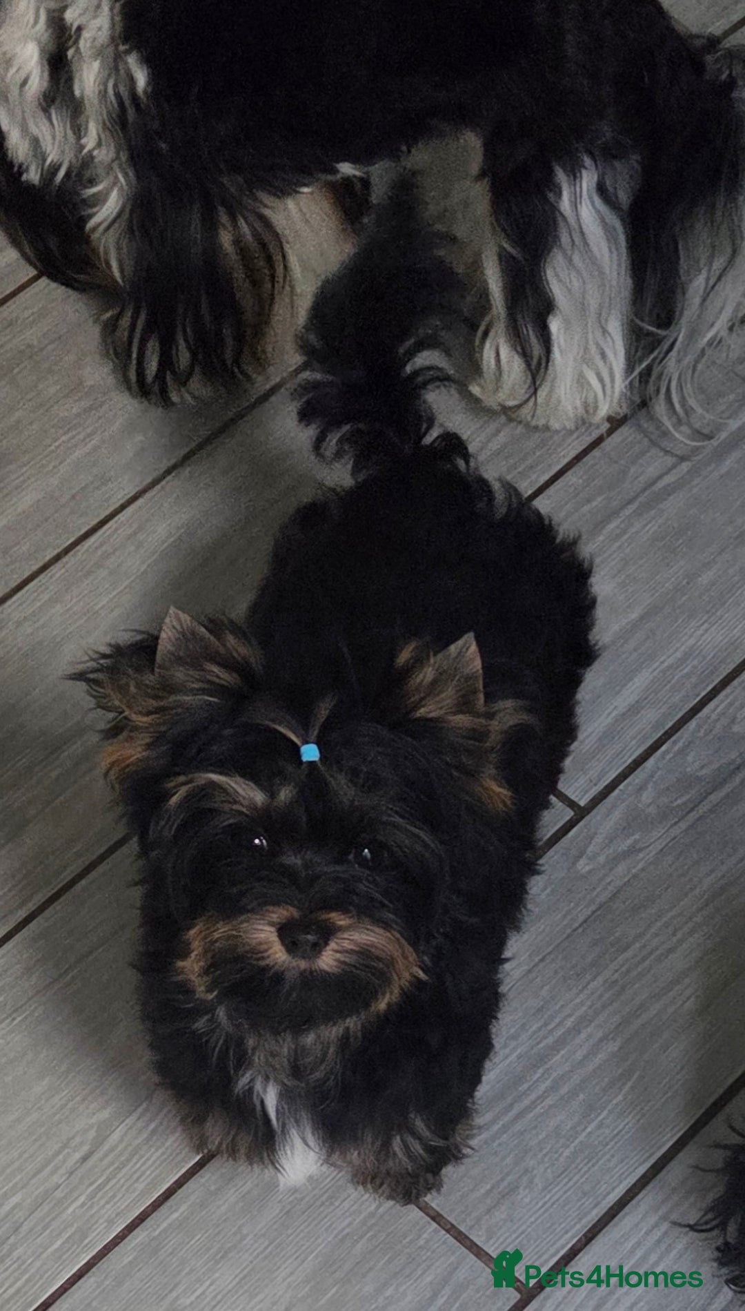 Yorkshire Terrier dogs for sale: Yorkshire Terrier Carrier- tan and black  - Image 2