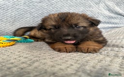 German Shepherd dogs for sale: K/C Registered German Shepherd Puppies  - Image 11