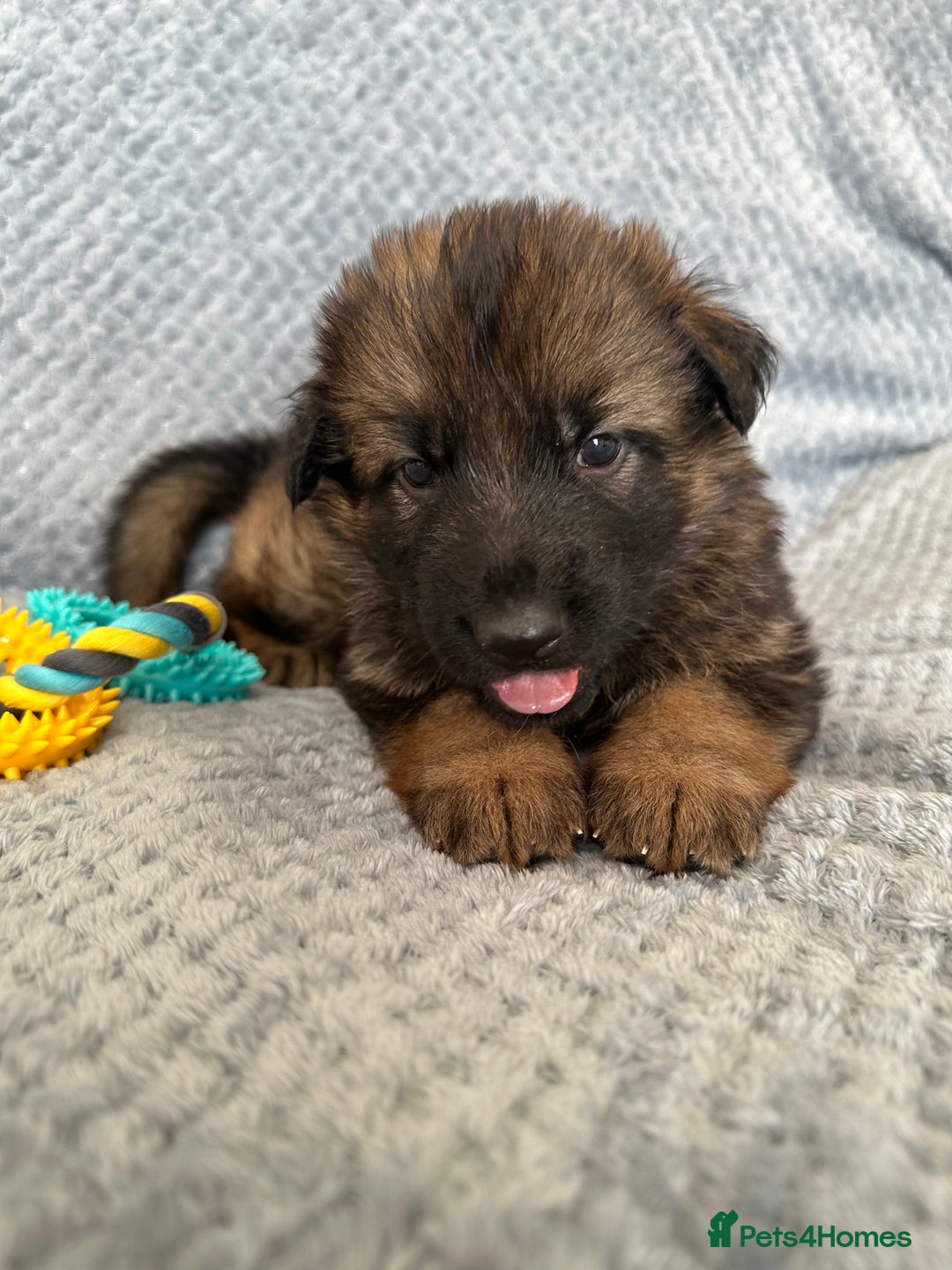 German Shepherd dogs for sale: K/C Registered German Shepherd Puppies  - Image 11
