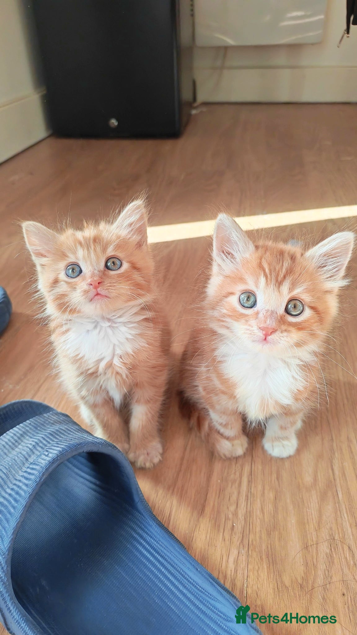 Mixed Breed cats Adorable Fluffy ginger kittens  - Advert 1