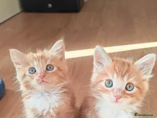Mixed Breed cats Adorable Fluffy ginger kittens - Advert 1