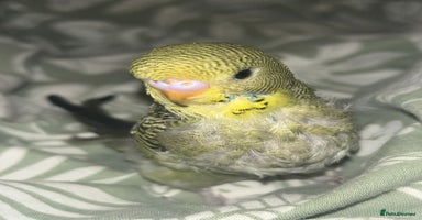 Budgerigars birds - Advert 4