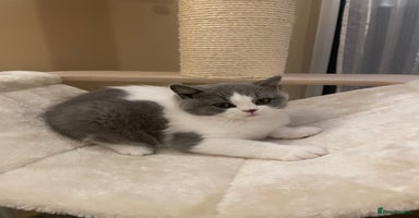 British Shorthair cats - Advert 15