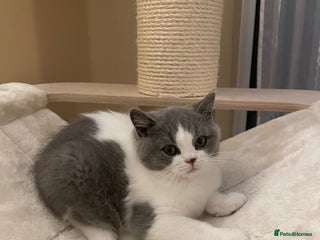 British Shorthair cats - Advert 31