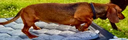Dachshund dogs for adoption: 🐾 UTAN – Female Miniature Dachshund 🐾 - Advert 4