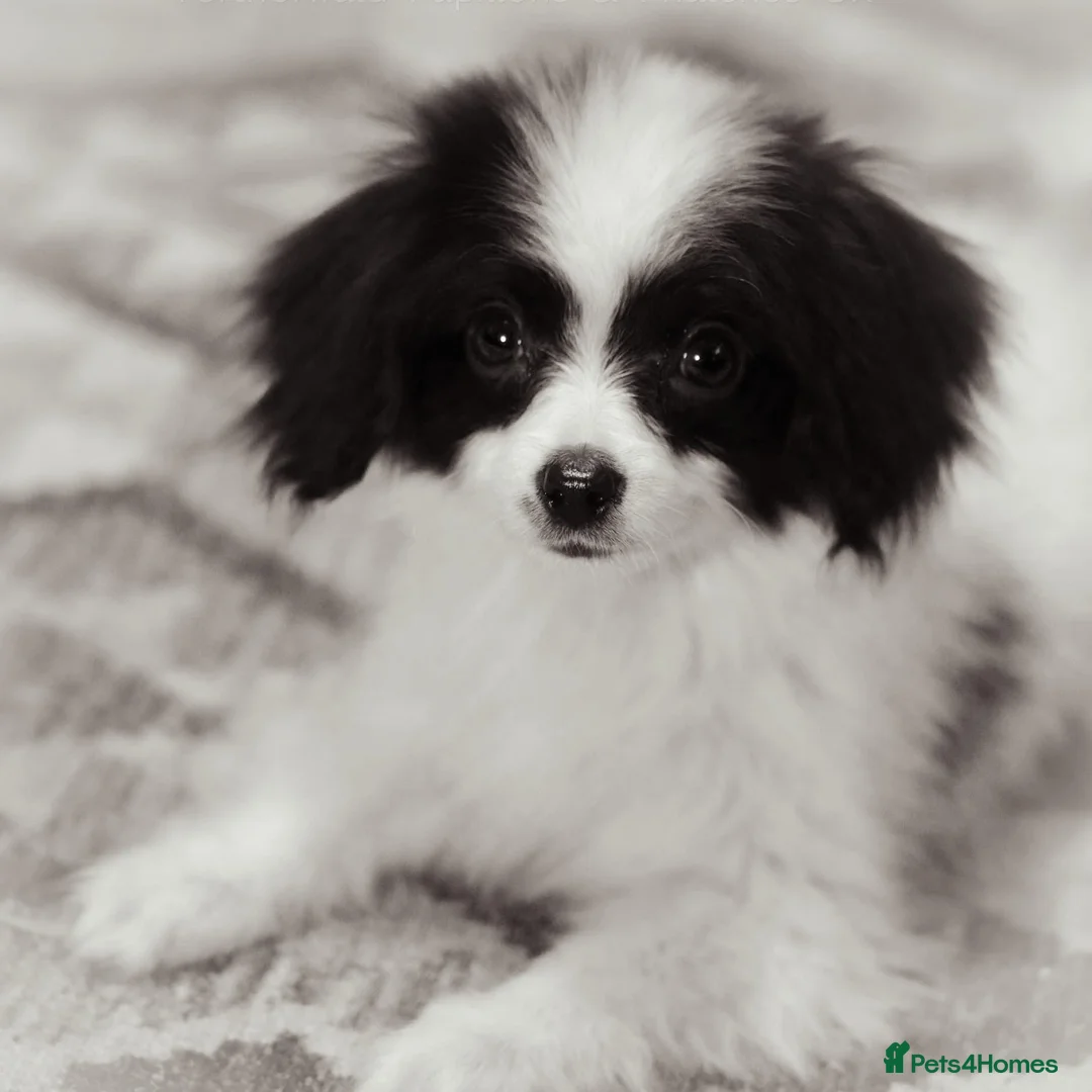 Papillon dogs for sale: HEALTH TESTED Papillon & Phalene  - Advert 31