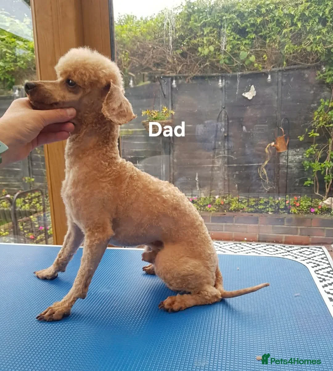 Yorkiepoo dogs for sale: 5 Adorable Tiny YORKSHIRE PEKAPOO Puppies - Advert 4