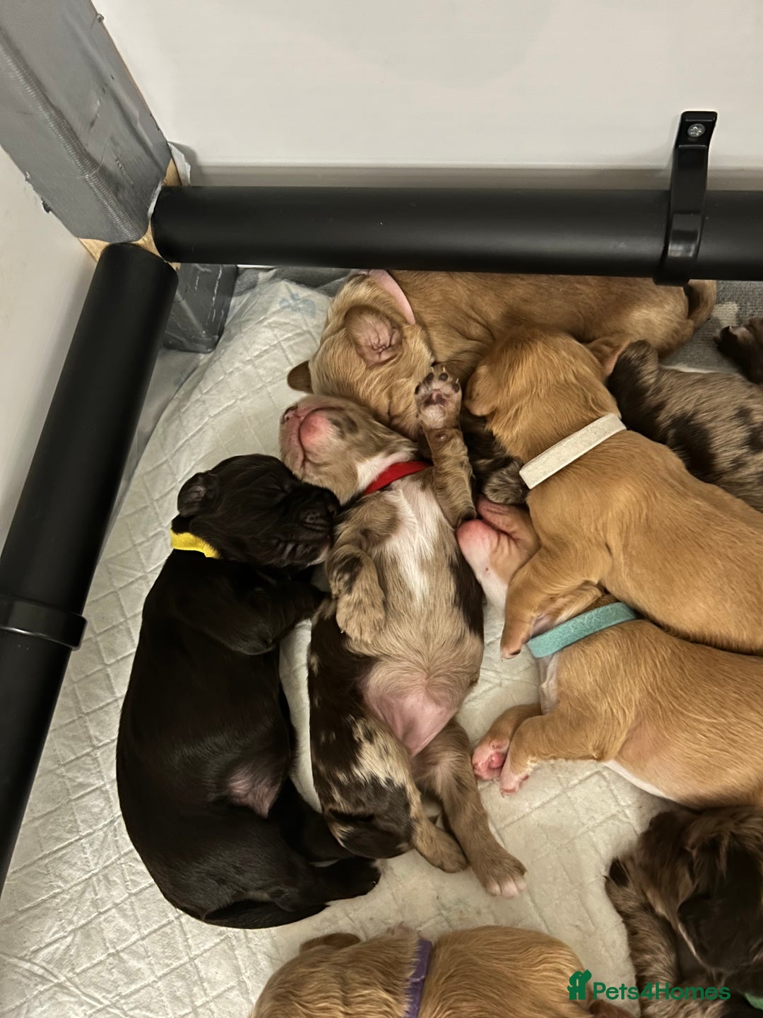 Cocker Spaniel dogs for sale: Working Cocker Spaniel Puppies - Advert 19