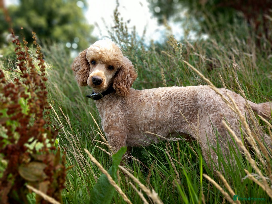 Miniature Poodle dogs for stud: KC reg Miniature Red Poodle For Stud in Thetford - Image 2