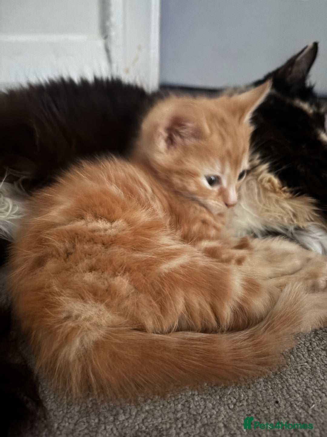 Mixed Breed cats for sale: Stunning Ginger Kittens Cuddly Boy & Playful Girl - Advert 3