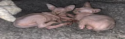Sphynx cats for sale: Two beautiful Sphynx kitten in Stone - Advert 5