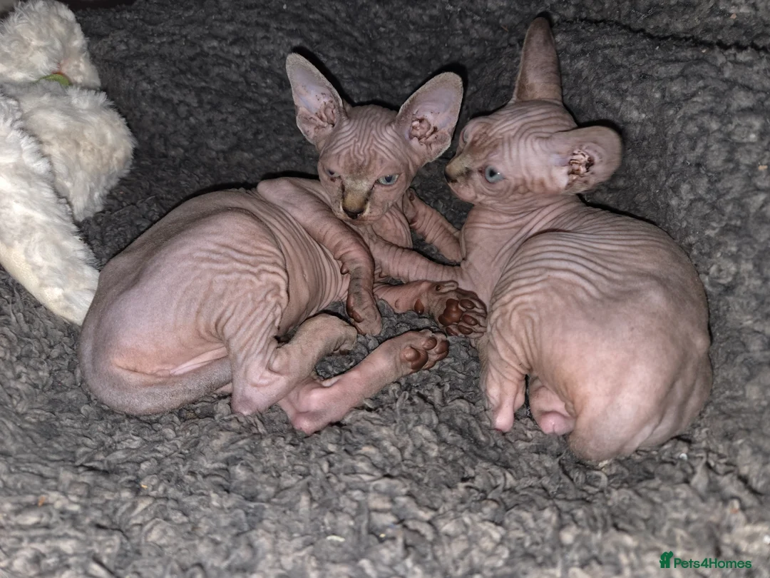 Sphynx cats for sale: Two beautiful Sphynx kitten in Stone - Advert 5