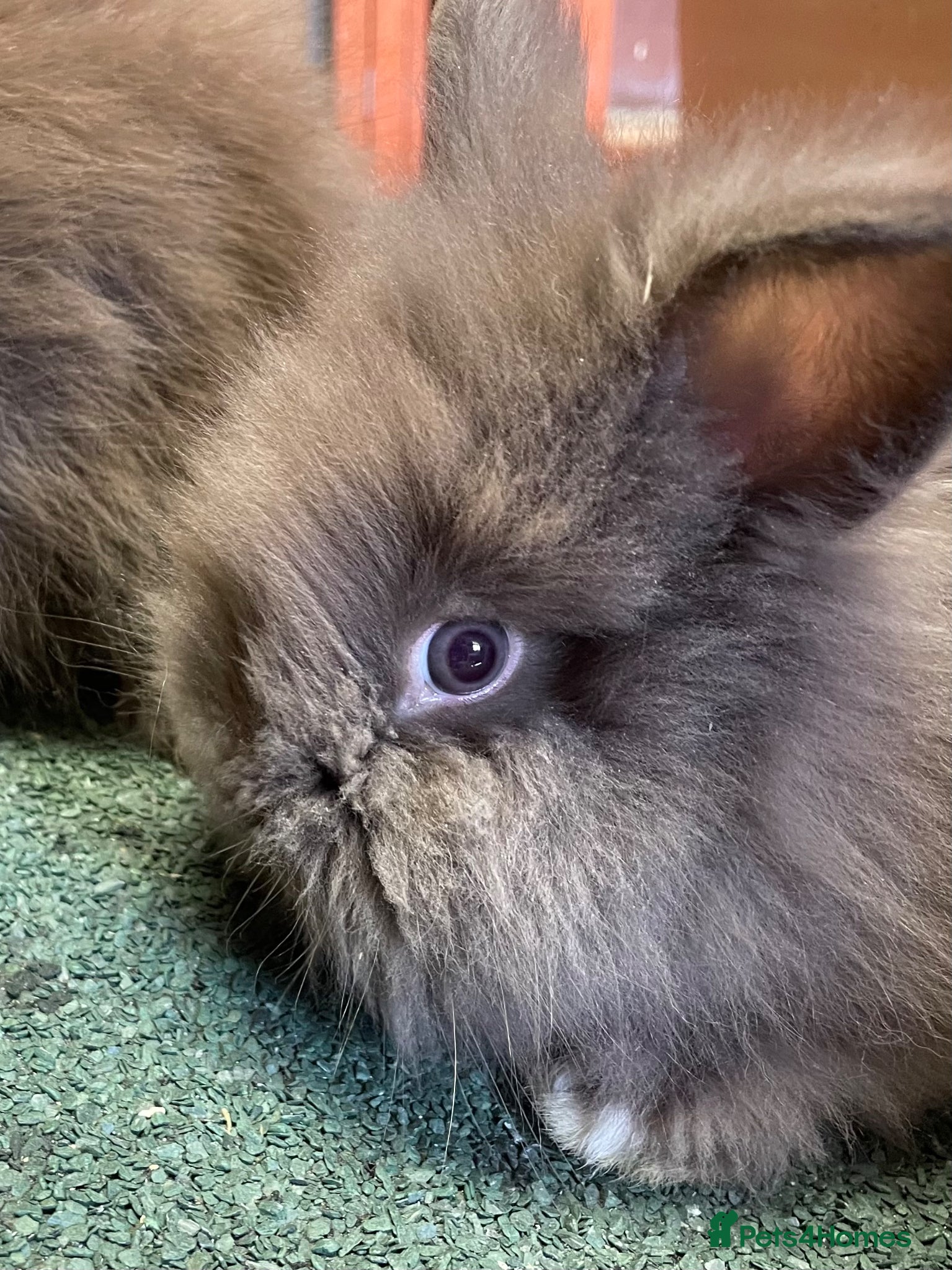 Lionhead rabbits Beautiful Baby Lionhead Bunnies  - Advert 1