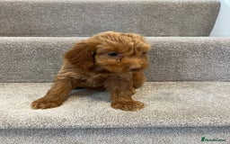 Cockapoo dogs for sale: Cockapoo puppies ready now  - Image 12