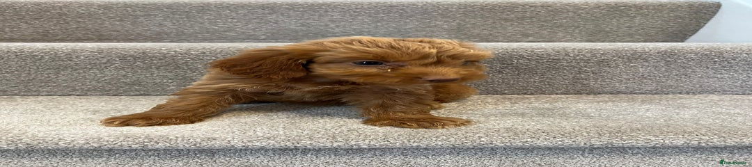 Cockapoo Puppy 6