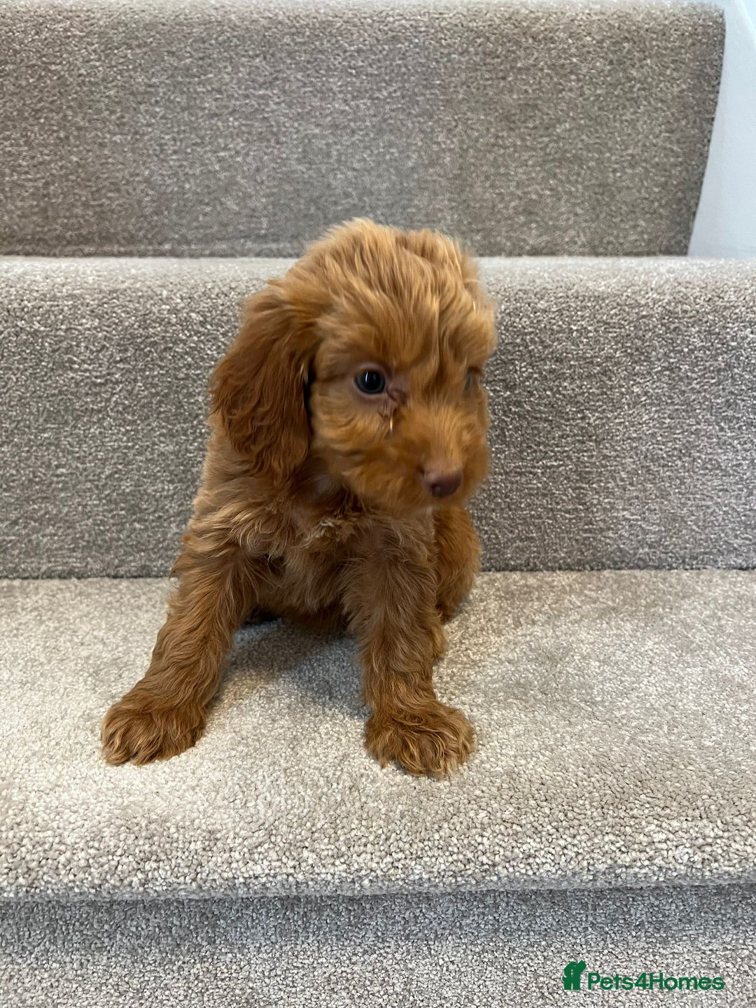 Cockapoo dogs for sale: Cockapoo puppies ready now  - Image 12