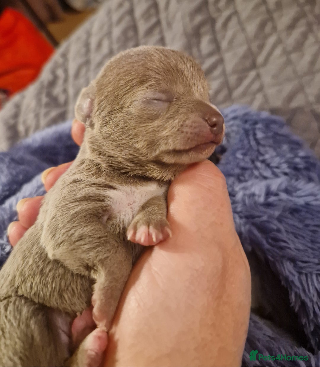 Chihuahua dogs for sale: Ready 18.12.2025. Chihuahua Female Puppy For Sale  - Advert 5