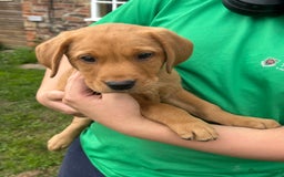 Labrador Retriever dogs for sale: Ready to go! KC reg Labradors (yellow/Foxred) - Image 24