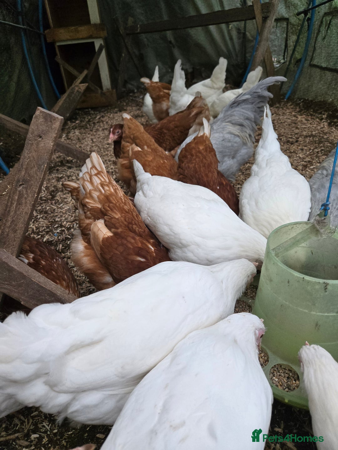 Chickens poultry for sale: Whitestars and Bovan Browns  - Advert 2