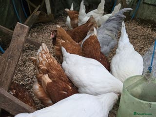 Chickens poultry Point of lay pullets Whitestars and Bovan Browns - Advert 19