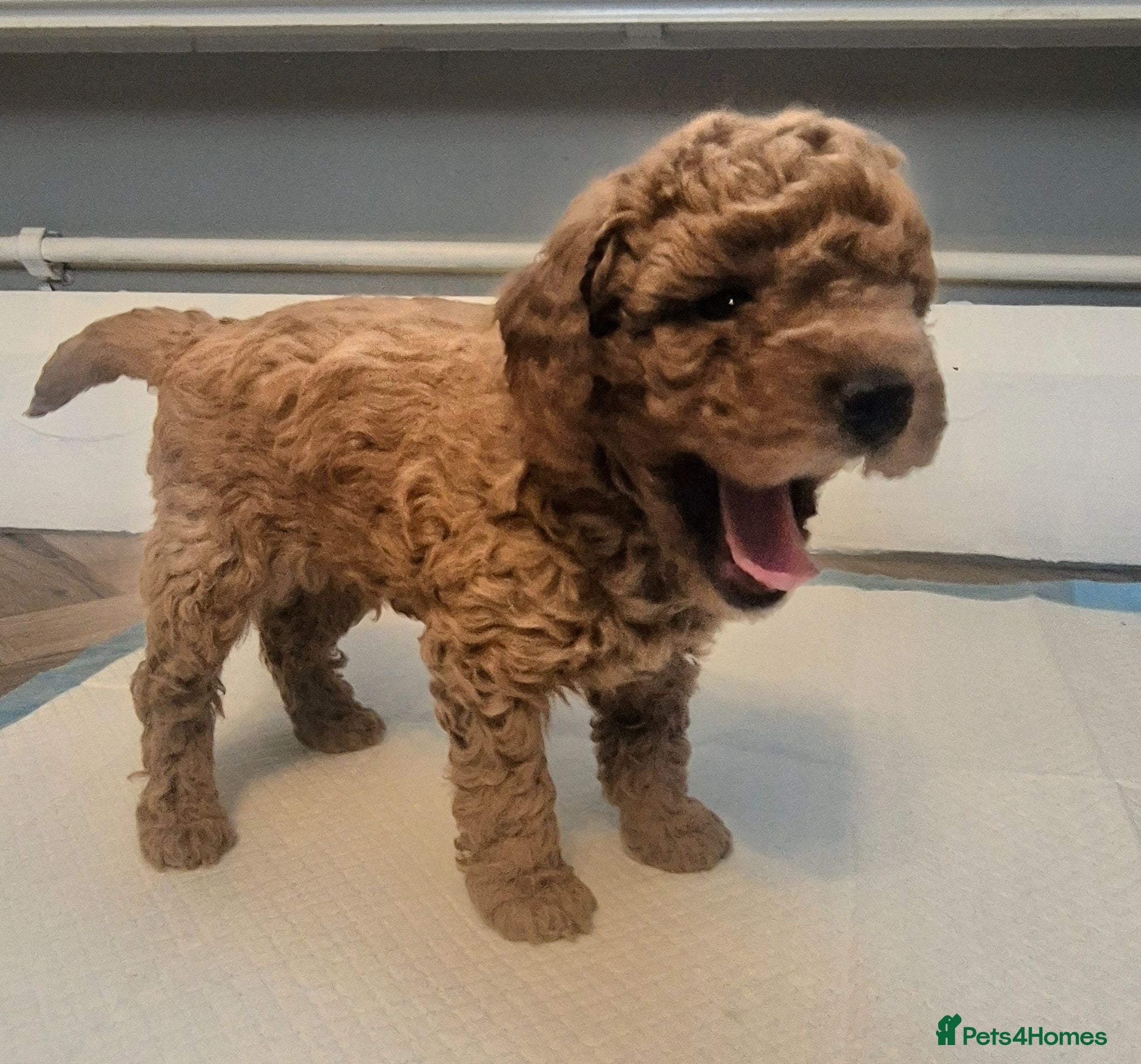 Toy Poodle dogs Exceptional Red Toy Poodles – KC Registered - Advert 1