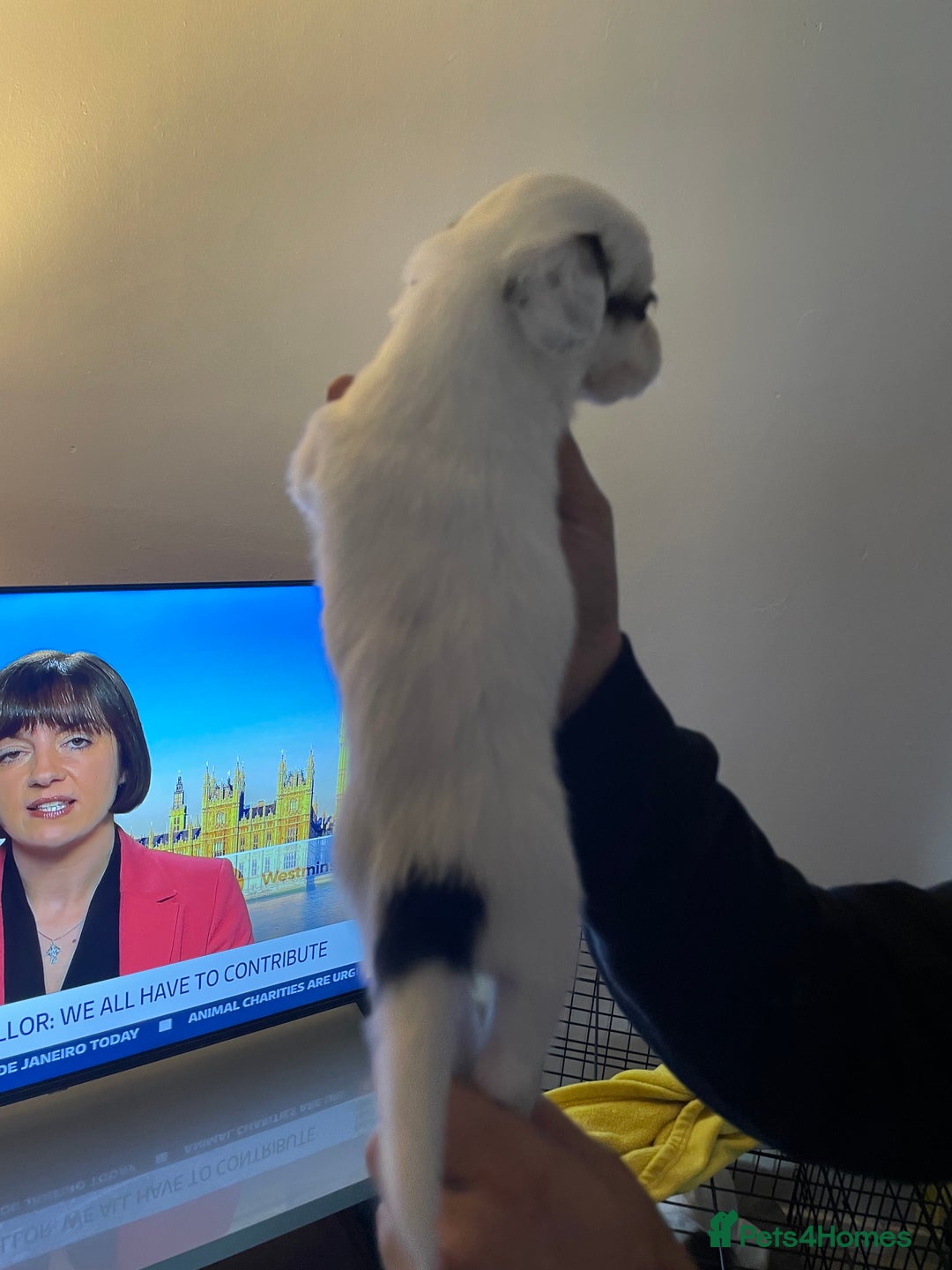 Mixed Breed dogs for sale: Cocker x collie pups  - Image 8