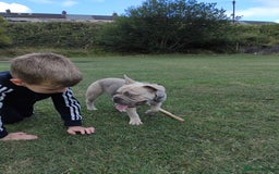 French Bulldog dogs for sale: French bulldog full ** 18 week pup girl  - Image 1