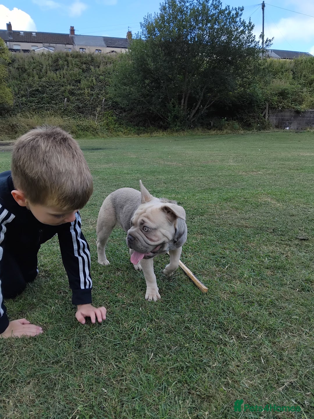 French Bulldog dogs for sale: French bulldog full ** 18 week pup girl  - Image 1