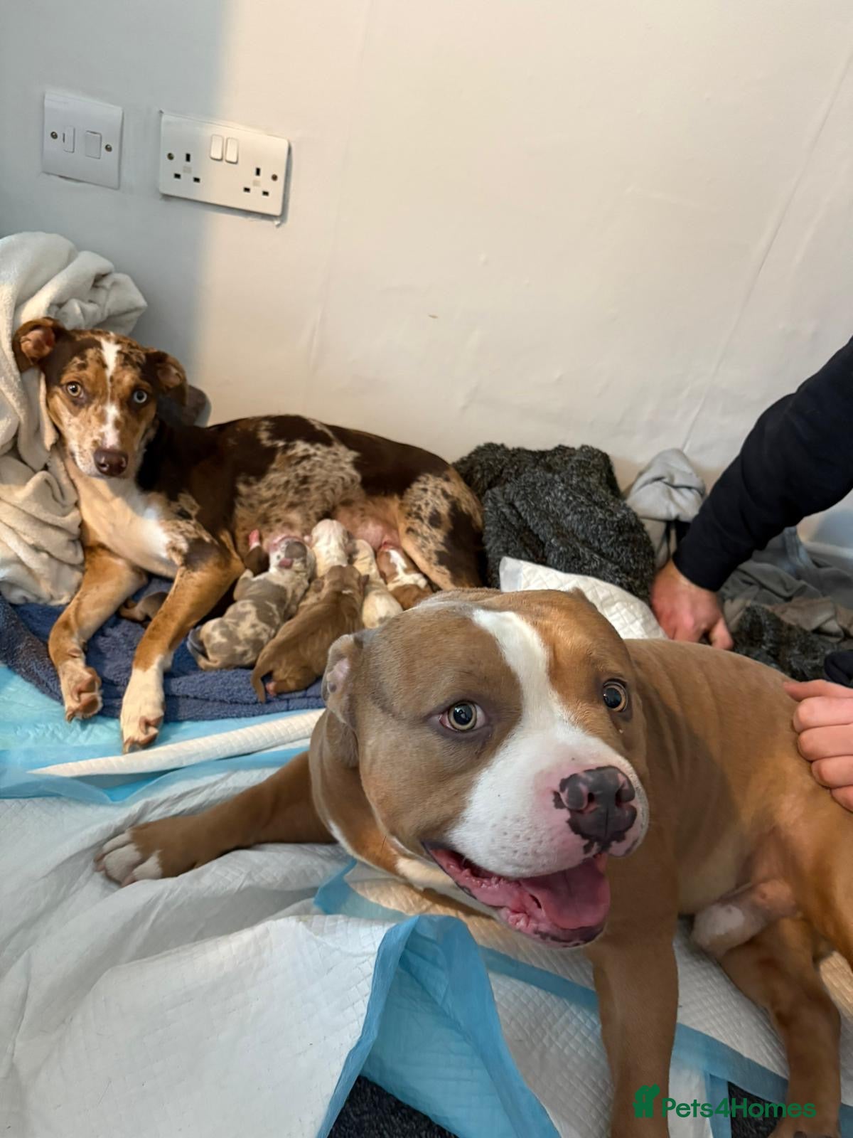 Mixed Breed dogs 7 Gorgeous Lurcher x Pocket Bully Pups  - Advert 15