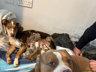 Mixed Breed dogs for sale: 7 Gorgeous Lurcher x Pocket Bully Pups - Advert 1