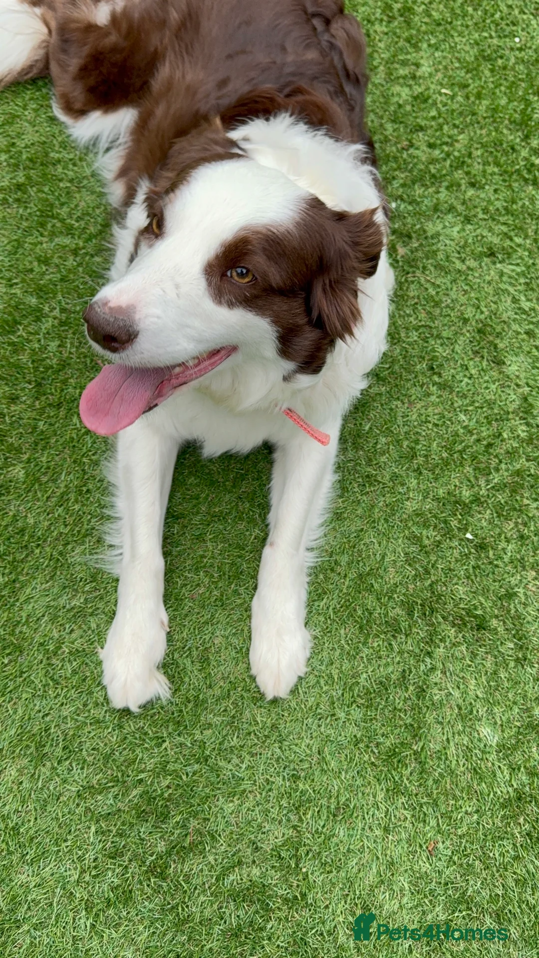 Border Collie dogs for sale: Stella Needs a Loving Forever Home - Advert 3