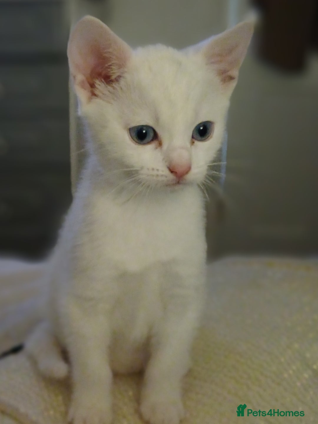 Khao Manee cats for sale: Female kitten blue eyes - Advert 7