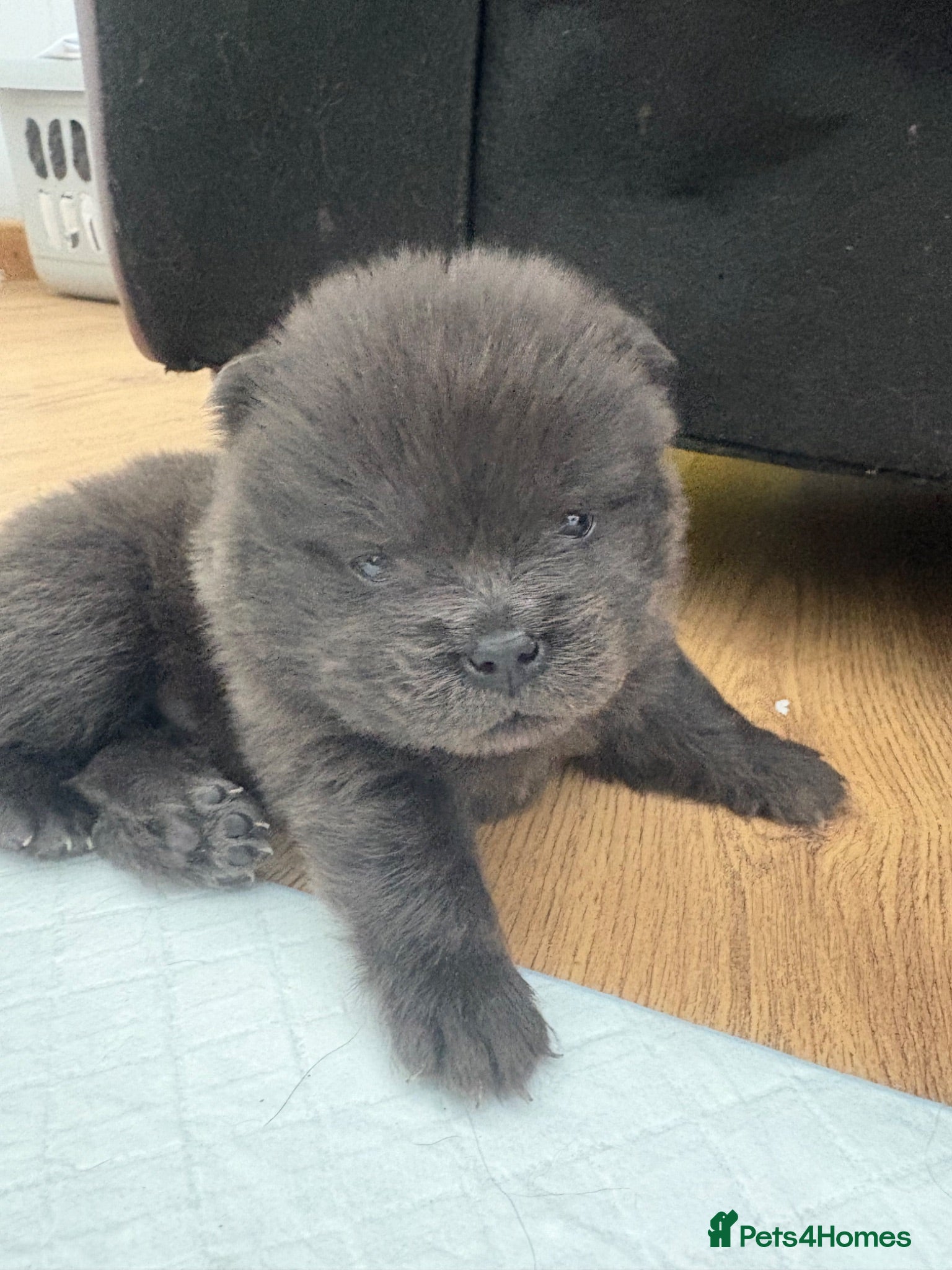 Chow Chow dogs Chow chow puppies 🩷🩷🩷💙🩷🩷🩷 - Advert 3