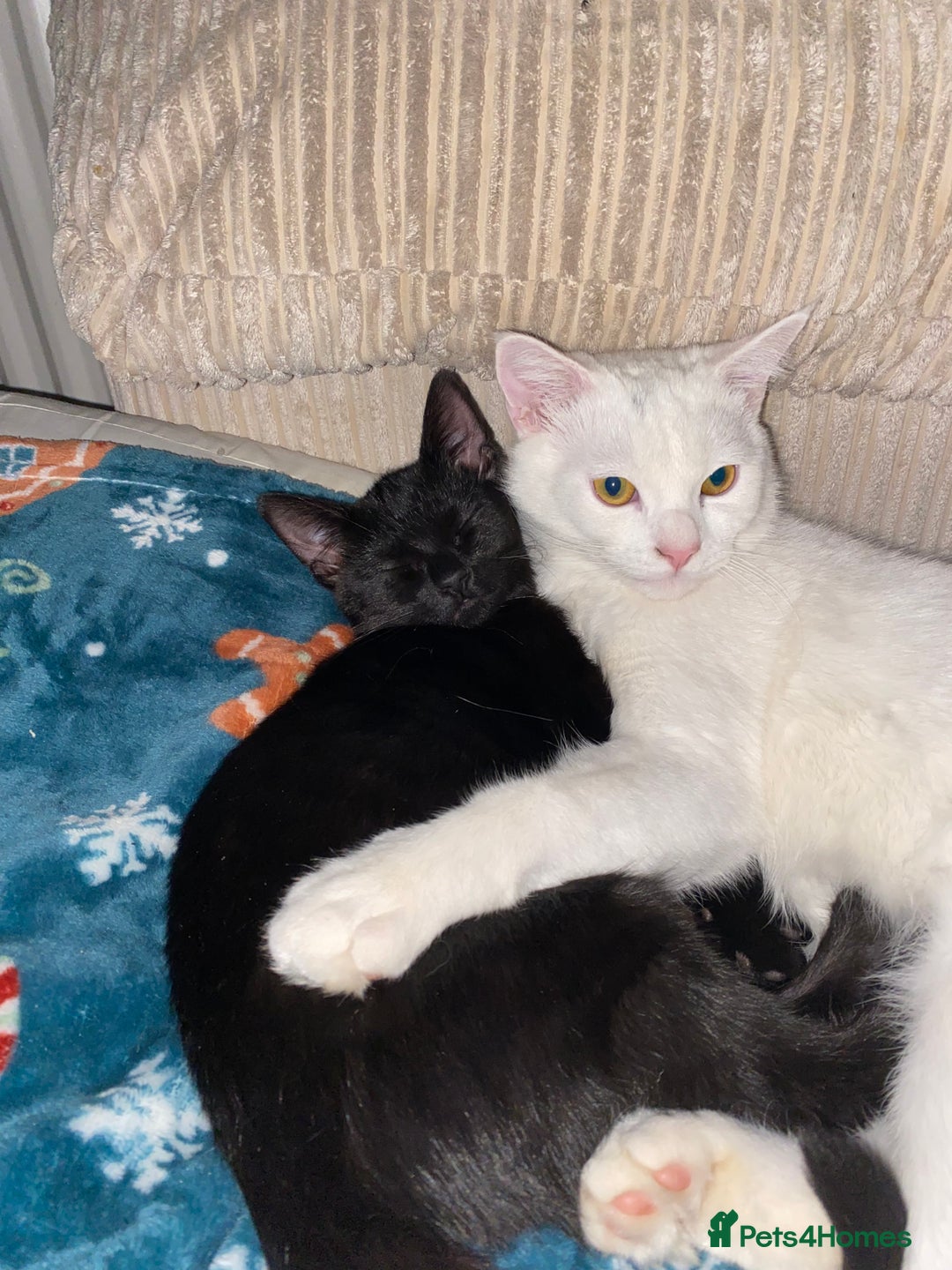 Mixed Breed cats for sale: 3 gorgeous kittens 🖤🤍 - Image 4