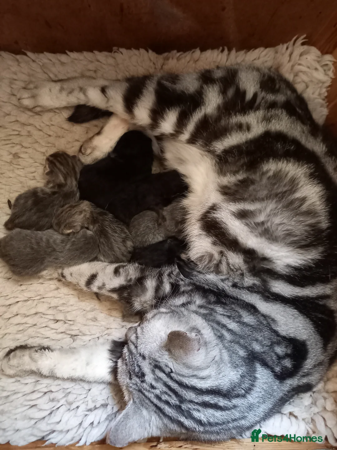 British Shorthair cats for sale: Super GCCF registered kittens  in Knutsford - Advert 6
