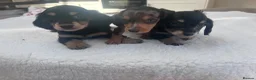 Miniature Dachshund dogs for sale: ****mini dachshunds *** in Nottingham - Advert 23