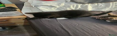 Domestic Shorthair 2